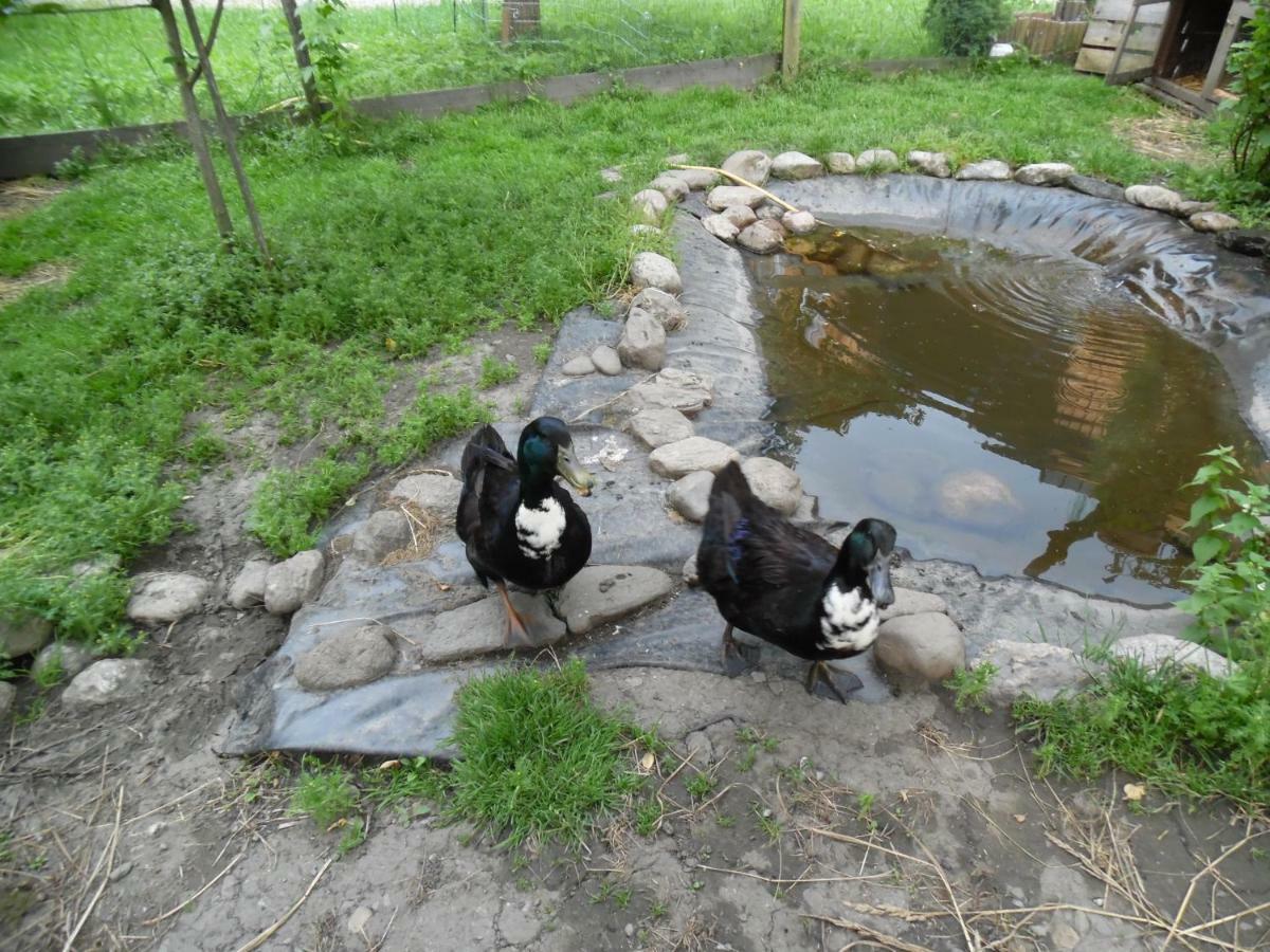 Blonbauer Farm stay